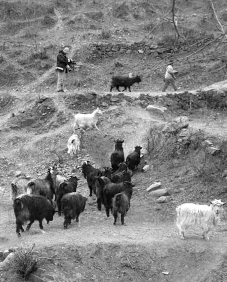 兄妹隐居深山20余年 <em>哥哥</em>失语<em>妹妹</em>双手如鸟爪