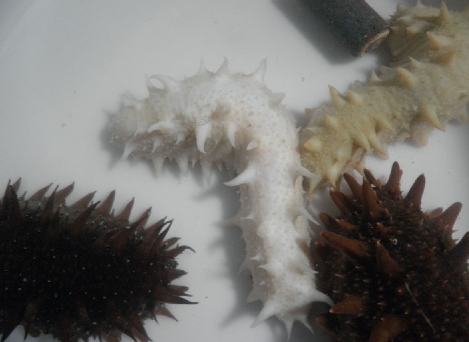 大连男子捕获白玉海参 食用后才知可卖天价(图