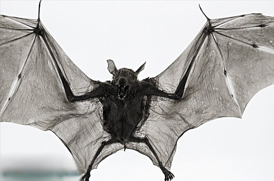 世界各地惊现吸血怪兽 世上真的有吸血鬼吗