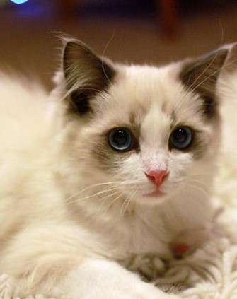 大学自习室贪睡母女猫走红 盘点那些卖萌猫(组图)-新闻频道-和讯网