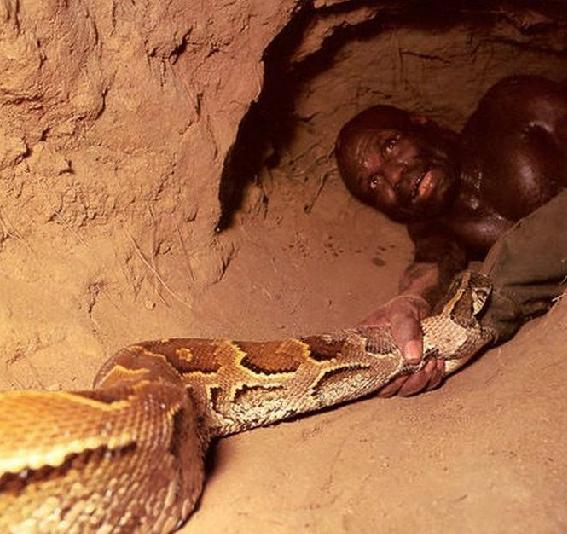 实拍非洲猎人冒死钻洞徒手捕捉蟒蛇(组图)