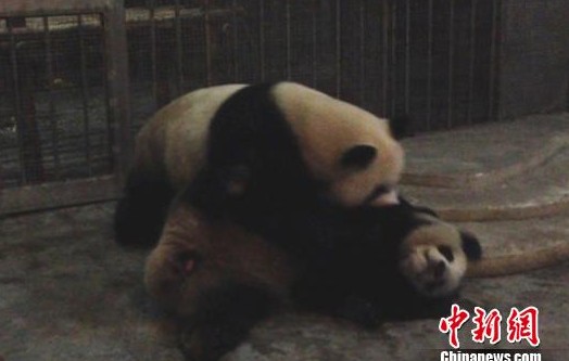 成都发情大熊猫上视频培训课 成功圆房(组图)