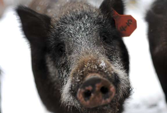 美国遭恐怖外来物种入侵:蛇头鱼离水也能活-科技频道-和讯