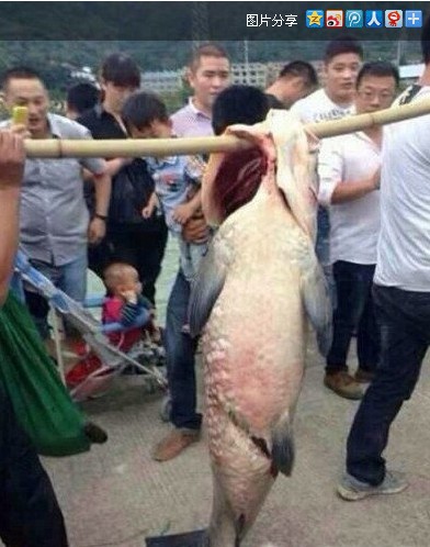上海闹市婐拍者道歉图片