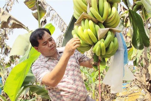 广西南宁香蕉1毛1斤 价格低廉果农急愁销路