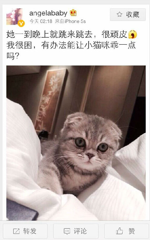 刘亦菲抱猫图片