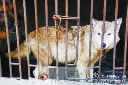 组图:<em>白俄罗斯</em>一家庭养狼当宠物 10岁女孩骑狼