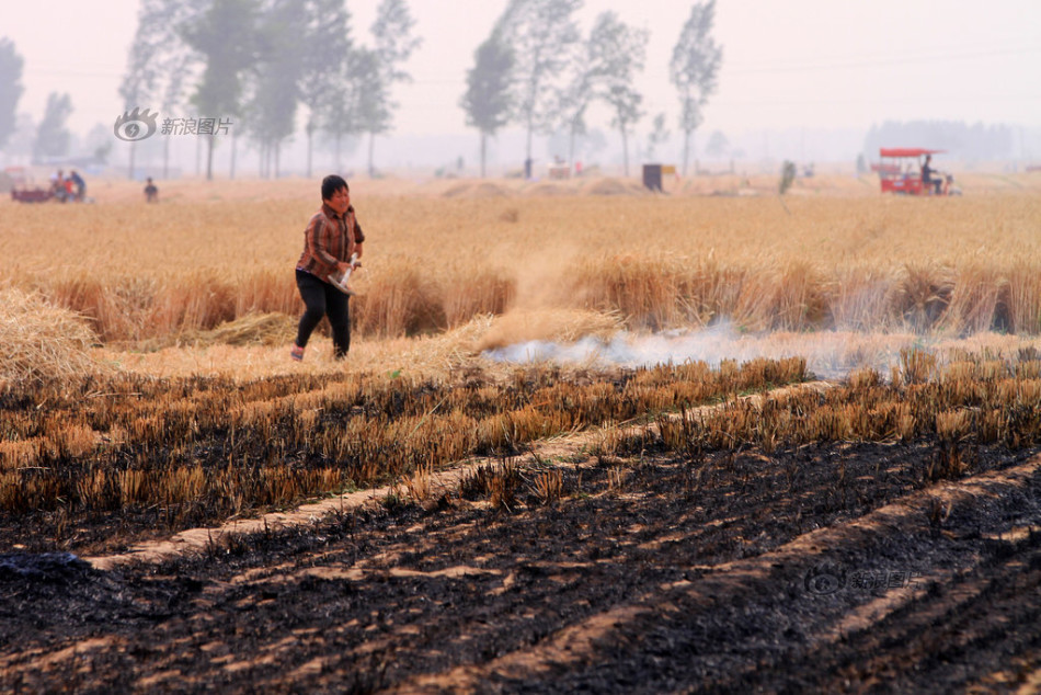 组图:河南安阳万亩麦田着火 小麦秋苗损失惨重
