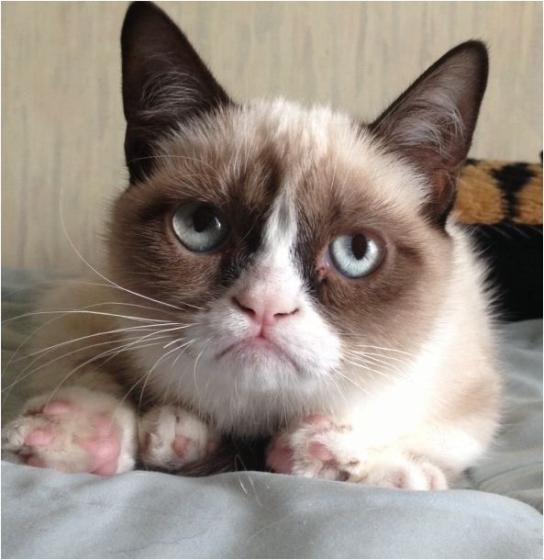 不爽猫人气爆棚闷闷不乐魅力无可抵挡